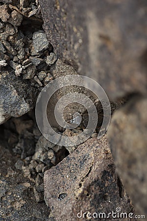 Â Yellow Spotted Keelback snake close up of juvenile snake hiding in rocks around water bodies Stock Photo